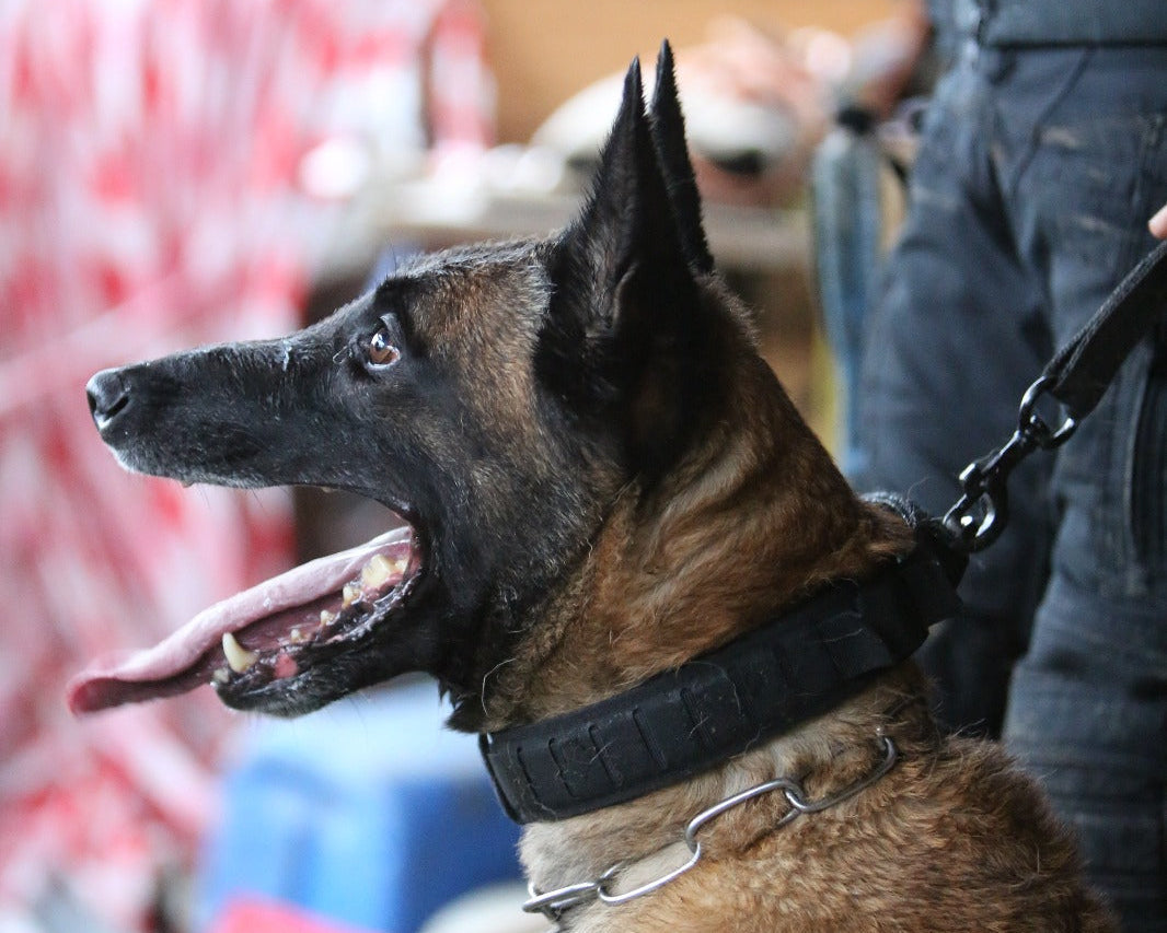 Collier TWYX & Schnacky Progress